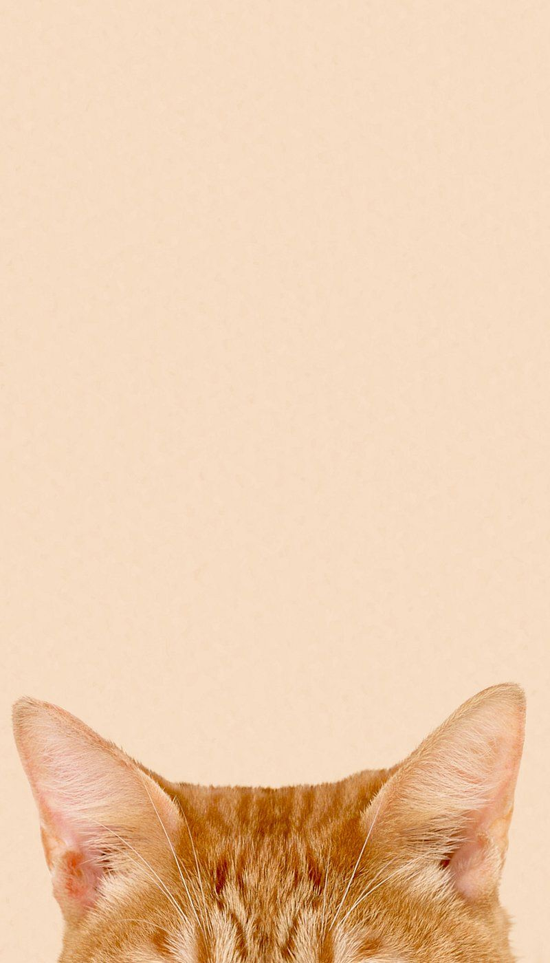 30 Cute Orange Cat Wallpaper Iphone