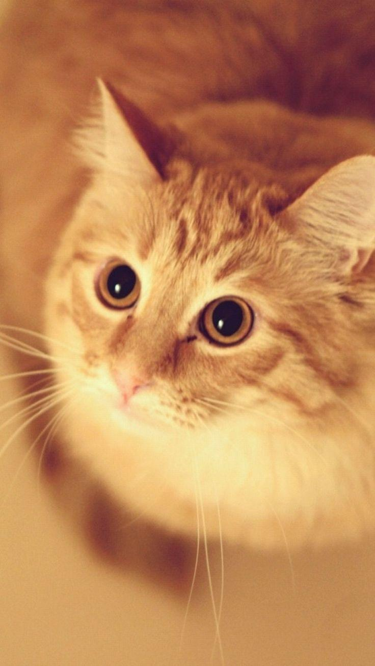 30 Cute Orange Cat Wallpaper Iphone