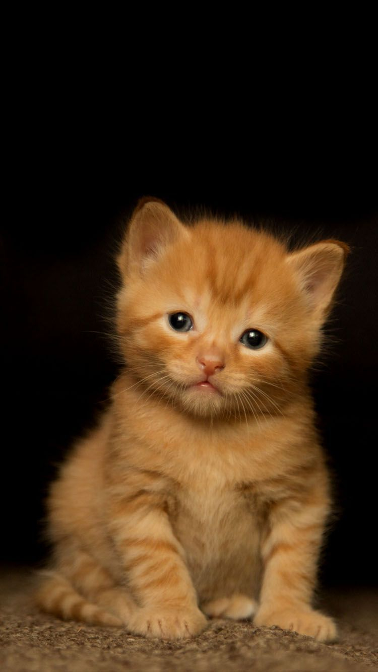 30 Cute Orange Cat Wallpaper Iphone